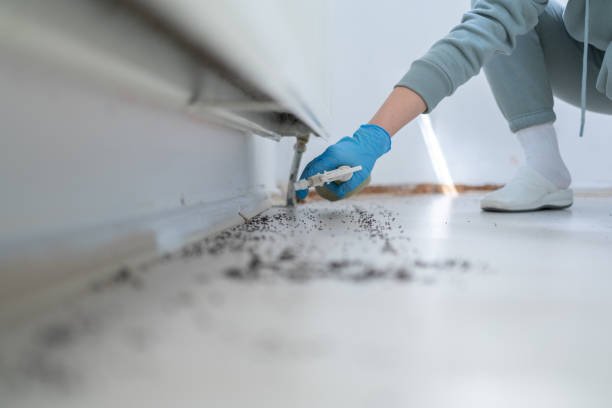 Wasp Removal Services in San Clemente, CA